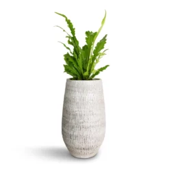 Ryan Plant Vase - White Black -Outlet The Ever Sprout Store Asplenium nidus Campio Champion s Bird s Nest Fern 12x30cm Ryan Plant Vase White Black 18x30cm c0b96e39 3084 4da9 a4f0 e2439d711e47