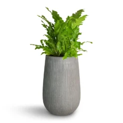 Patt High Plant Vase - Ridged Dark Grey 22 Patt High Plant Vase - Ridged Dark Grey -Outlet The Ever Sprout Store Asplenium nidus Campio Champion s Bird s Nest Fern 17x40cm Patt High Plant Vase Ridged Dark Grey 29x43cm 7f4238f1 3f2a 481a 87e6 a8f4f846e66c