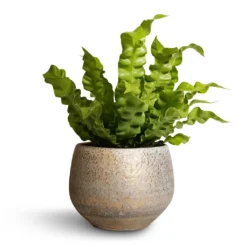 Asplenium Nidus Crispy Wave - Pleated Bird's Nest Fern -Outlet The Ever Sprout Store Asplenium nidus Crispy Wave Pleated Bird s Nest Fern 12x30cm Noor Plant Pot Metallic Grey 16x13cm 92a61991 0d7f 4326 a7aa ca8fdd9e7e68