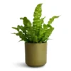 Asplenium Nidus Crispy Wave - Pleated Bird's Nest Fern