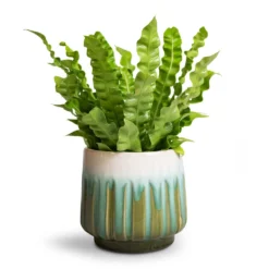 Asplenium Nidus Crispy Wave - Pleated Bird's Nest Fern -Outlet The Ever Sprout Store Asplenium nidus Crispy Wave Pleated Bird s Nest Fern Alice Plant Pot Ocean