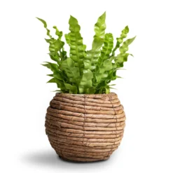 Asplenium Nidus Crispy Wave - Pleated Bird's Nest Fern -Outlet The Ever Sprout Store Asplenium nidus Crispy Wave Pleated Bird s Nest Fern Lida Plant Basket Natural