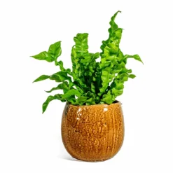 Asplenium Nidus Crispy Wave - Pleated Bird's Nest Fern -Outlet The Ever Sprout Store Asplenium nidus Crispy Wave Pleated Bird s Nest Fern Mischa Plant Pot Caramel