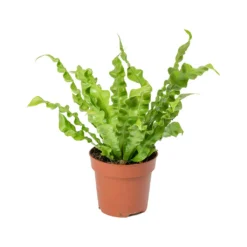 Asplenium Nidus Crispy Wave - Pleated Bird's Nest Fern -Outlet The Ever Sprout Store Asplenium nidus Crispy Wave Pleated Birds Nest Fern 30cm
