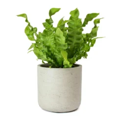 Asplenium Nidus Crispy Wave - Pleated Bird's Nest Fern -Outlet The Ever Sprout Store Asplenium nidus Crispy Wave Pleated Birds Nest Fern Charlie Grey Plant Pot