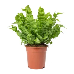 Asplenium Nidus Crispy Wave - Pleated Bird's Nest Fern -Outlet The Ever Sprout Store Asplenium nidus Crispy Wave Pleated Birds Nest Fern Large