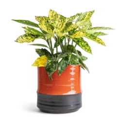Aucuba Japonica Variegata - Gold Dust Plant -Outlet The Ever Sprout Store Aucuba japonica Variegata Gold Dust Plant 14x35cm Marlijn Plant Pot Coral 17x16cm