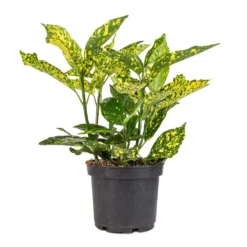 Aucuba Japonica Variegata - Gold Dust Plant -Outlet The Ever Sprout Store Aucuba japonica Variegata Gold Dust Plant