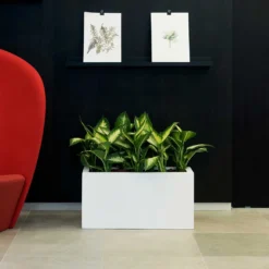 Balcony Planter - Matt White 7 Balcony Planter - Matt White -Outlet The Ever Sprout Store Balcony Planter Matt White Dieffenbachia