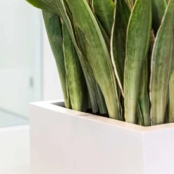 Balcony Planter - Matt White 10 Balcony Planter - Matt White -Outlet The Ever Sprout Store Balcony Planter Matt White Sansevieria