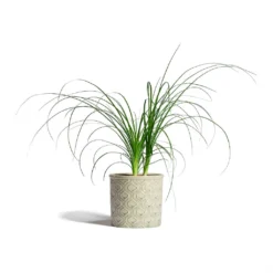 Beaucarnea - Pony Tail Palm - Head 18 Beaucarnea - Pony Tail Palm - Head -Outlet The Ever Sprout Store Beaucarnea Pony Tail Palm Head 12x45cm Venetian Plant Pot Grey 16x14cm