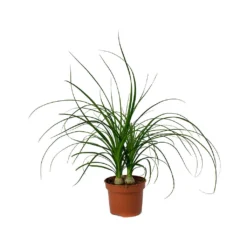 Beaucarnea - Pony Tail Palm - Head 22 Beaucarnea - Pony Tail Palm - Head -Outlet The Ever Sprout Store Beaucarnea Pony Tail Palm Head