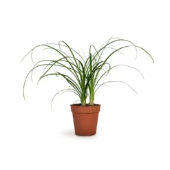 Beaucarnea - Pony Tail Palm - Head 14 Beaucarnea - Pony Tail Palm - Head -Outlet The Ever Sprout Store Beaucarnea Pony Tail Palm Head 9x30cm