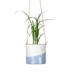 Beaucarnea - Pony Tail Palm - Head 15 Beaucarnea - Pony Tail Palm - Head -Outlet The Ever Sprout Store Beaucarnea Pony Tail Palm Head 9x30cm Dip Hanging Indoor Pot 12x12cm
