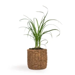 Beaucarnea - Pony Tail Palm - Head 17 Beaucarnea - Pony Tail Palm - Head -Outlet The Ever Sprout Store Beaucarnea Pony Tail Palm Head 9x30cm Gina Plant Pot Natural 12x11cm