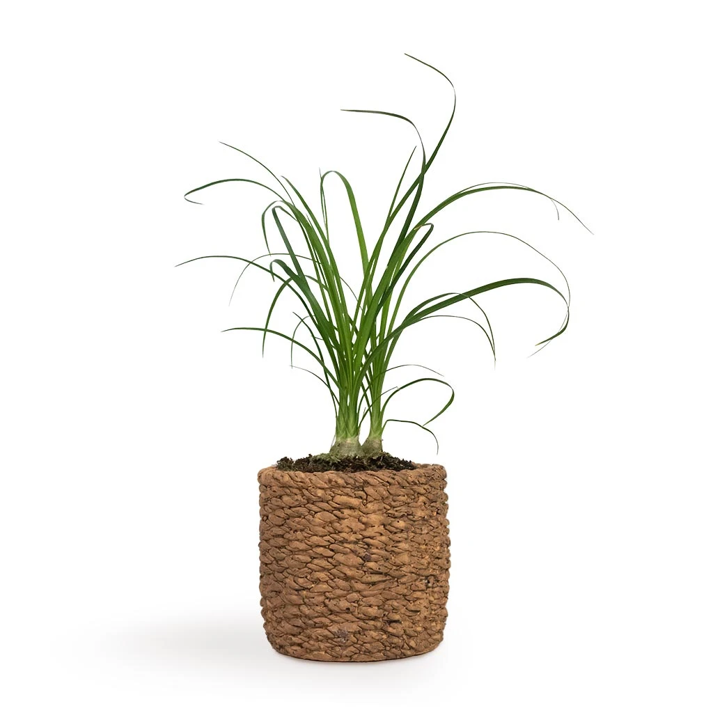 Beaucarnea - Pony Tail Palm - Head 6 Beaucarnea - Pony Tail Palm - Head - Image 6