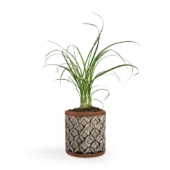 Beaucarnea - Pony Tail Palm - Head 16 Beaucarnea - Pony Tail Palm - Head -Outlet The Ever Sprout Store Beaucarnea Pony Tail Palm Head 9x30cm Liam Plant Pot Grey 11x11cm