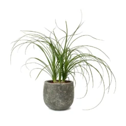 Beaucarnea - Pony Tail Palm - Head 19 Beaucarnea - Pony Tail Palm - Head -Outlet The Ever Sprout Store Beaucarnea Pony Tail Palm Head Amber Earth Plant Pot