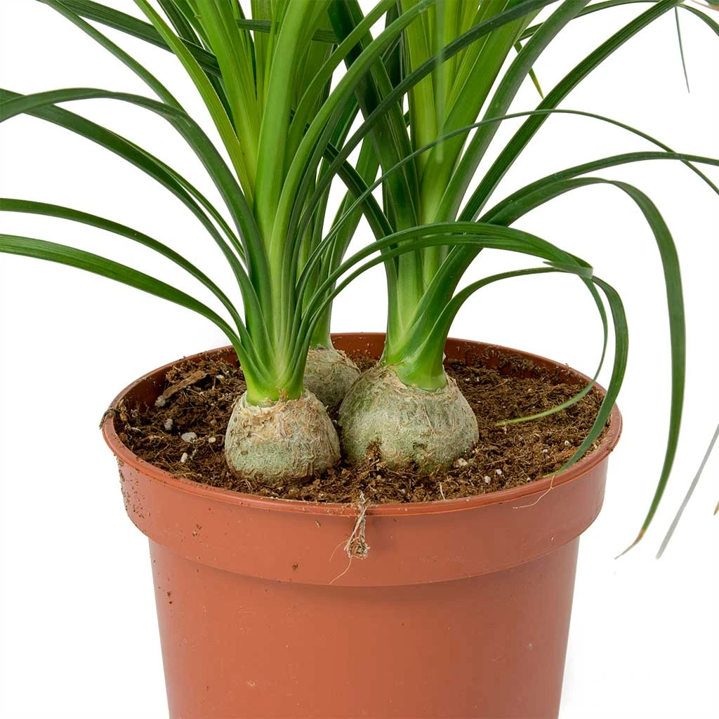 Beaucarnea - Pony Tail Palm - Head 2 Beaucarnea - Pony Tail Palm - Head - Image 2