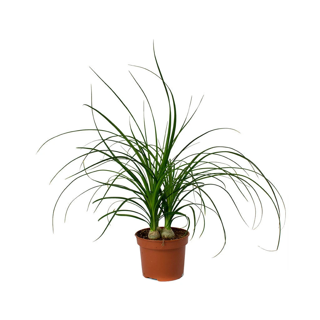 Beaucarnea - Pony Tail Palm - Head 11 Beaucarnea - Pony Tail Palm - Head - Image 11