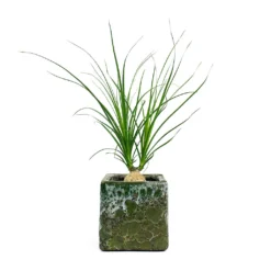 Beaucarnea - Pony Tail Palm - Orb 20 Beaucarnea - Pony Tail Palm - Orb -Outlet The Ever Sprout Store Beaucarnea Pony Tail Palm Orb Lava Cube Relic Planter Jade 2acf75ca d454 4cd6 afa4 9df339f535cd