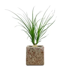 Beaucarnea - Pony Tail Palm - Orb 18 Beaucarnea - Pony Tail Palm - Orb -Outlet The Ever Sprout Store Beaucarnea Pony Tail Palm Orb Lava Cube Relic Planter Pink 474575ea b3e7 41a6 8aab 6cb017deb643