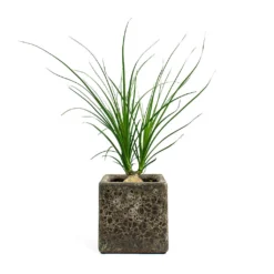 Beaucarnea - Pony Tail Palm - Orb 16 Beaucarnea - Pony Tail Palm - Orb -Outlet The Ever Sprout Store Beaucarnea Pony Tail Palm Orb Lava Cube Relic Planter Rust bc8d1eaf 4928 4d0c 9837 043c671d1a6a