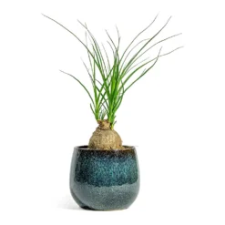 Beaucarnea - Pony Tail Palm - Orb 13 Beaucarnea - Pony Tail Palm - Orb -Outlet The Ever Sprout Store Beaucarnea Pony Tail Palm Orb Odile Plant Pot Moss 2bd8b98d daeb 4b56 858a 0f9118d58af2