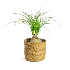 Beaucarnea - Pony Tail Palm - Orb 15 Beaucarnea - Pony Tail Palm - Orb -Outlet The Ever Sprout Store Beaucarnea Pony Tail Palm Orb Stef Plant Baskets Set of 5 Natural