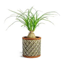 Beaucarnea - Pony Tail Palm - Orb 14 Beaucarnea - Pony Tail Palm - Orb -Outlet The Ever Sprout Store Beaucarnea Pony Tail Palm Orb liam grey plant pot 4233c5cf da52 4d38 83e5 c3f65691695a