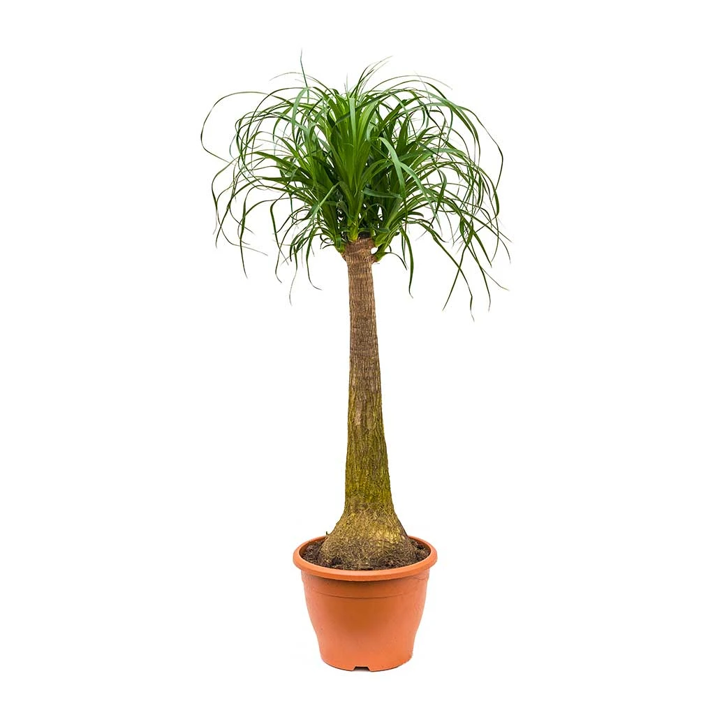 Beaucarnea - Pony Tail Palm - Single Stem 13 Beaucarnea - Pony Tail Palm - Single Stem - Image 13