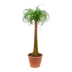 Beaucarnea - Pony Tail Palm - Single Stem 30 Beaucarnea - Pony Tail Palm - Single Stem -Outlet The Ever Sprout Store Beaucarnea Pony Tail Palm Single Stem 125cm