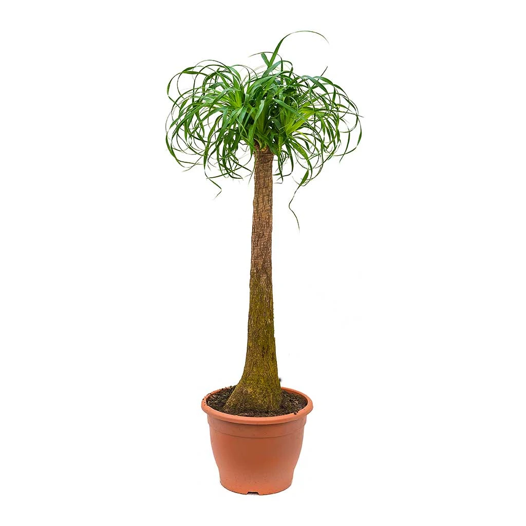 Beaucarnea - Pony Tail Palm - Single Stem 14 Beaucarnea - Pony Tail Palm - Single Stem - Image 14