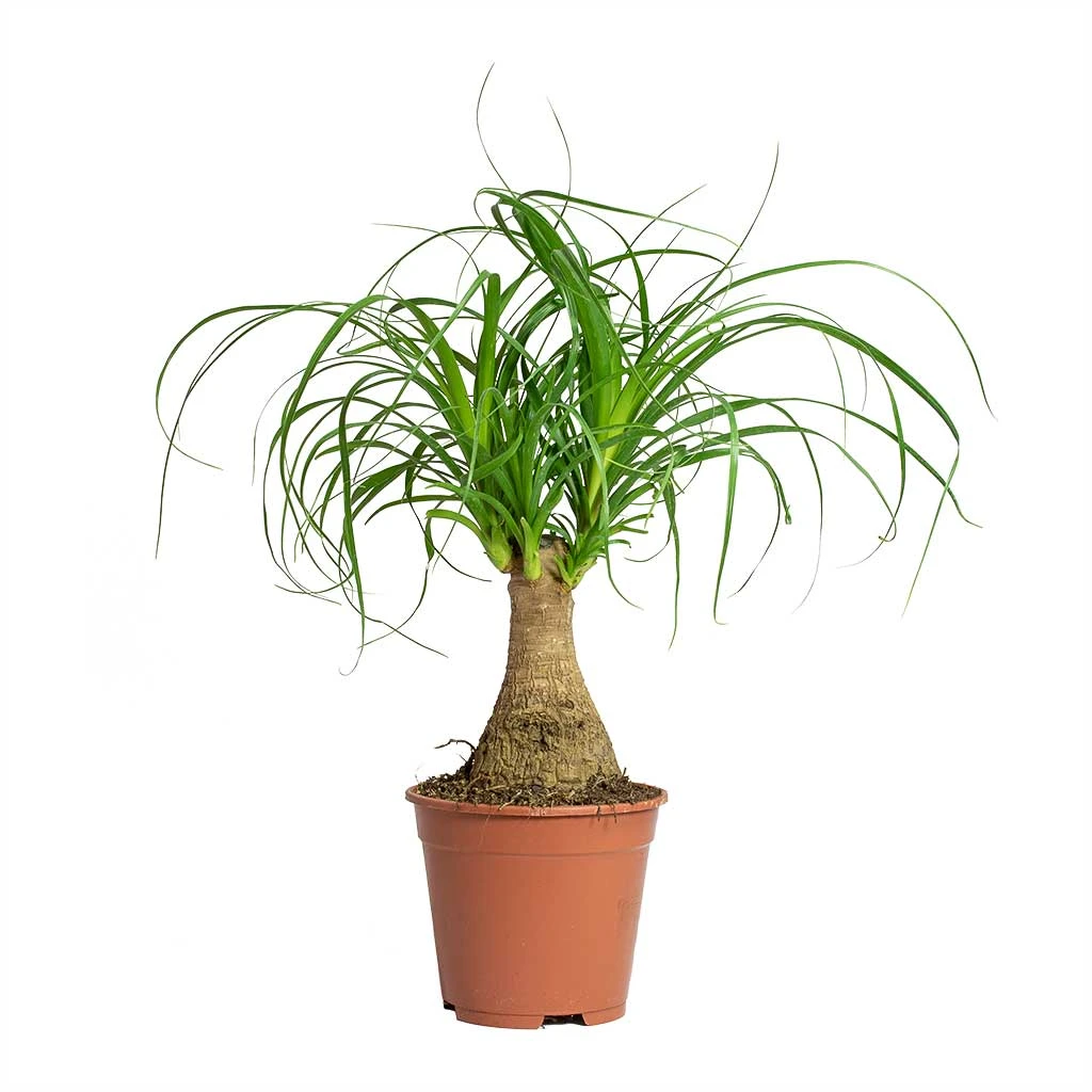 Beaucarnea - Pony Tail Palm - Single Stem 9 Beaucarnea - Pony Tail Palm - Single Stem - Image 9