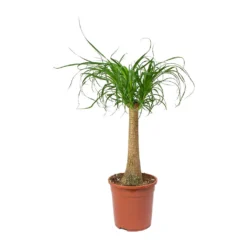 Beaucarnea - Pony Tail Palm - Single Stem 21 Beaucarnea - Pony Tail Palm - Single Stem -Outlet The Ever Sprout Store Beaucarnea Pony Tail Palm Single Stem