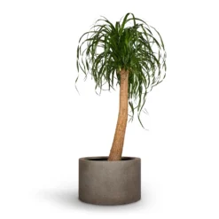 Beaucarnea - Pony Tail Palm - Single Stem 27 Beaucarnea - Pony Tail Palm - Single Stem -Outlet The Ever Sprout Store Beaucarnea Pony Tail Palm Single Stem 30x125cm Grigio Cylinder Planter Natural Concrete 48x32cm 71043c72 6bae 4523 b890 9e1e6cb57d62