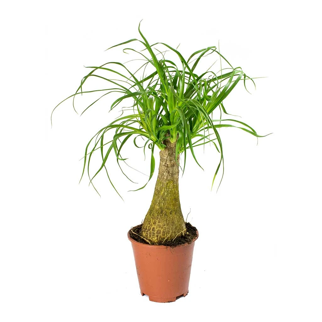 Beaucarnea - Pony Tail Palm - Single Stem 10 Beaucarnea - Pony Tail Palm - Single Stem - Image 10