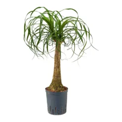 Beaucarnea - Pony Tail Palm - Single Stem - HydroCare