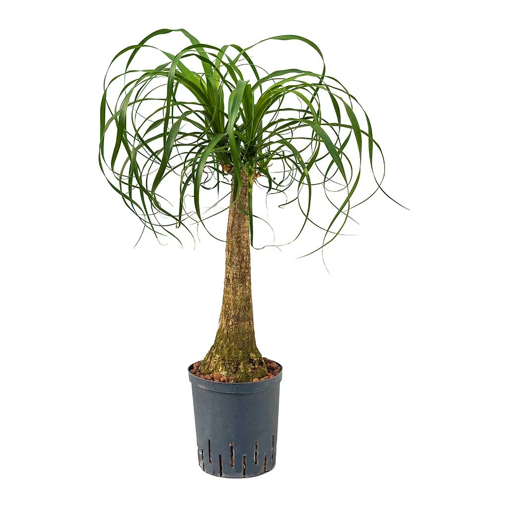 Beaucarnea - Pony Tail Palm - Single Stem - HydroCare 1 Beaucarnea - Pony Tail Palm - Single Stem - HydroCare