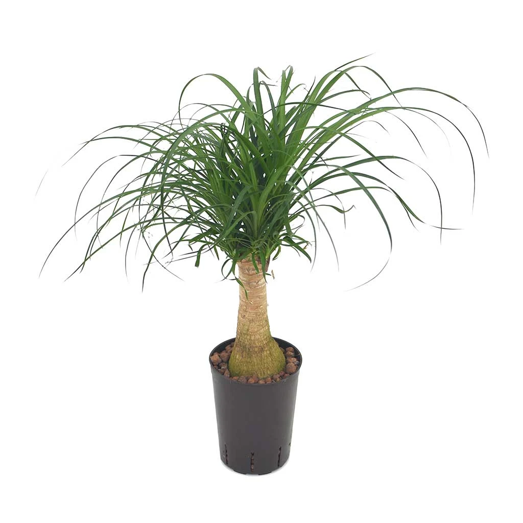 Beaucarnea - Pony Tail Palm - Single Stem - HydroCare 2 Beaucarnea - Pony Tail Palm - Single Stem - HydroCare - Image 2