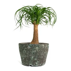 Lava Couple Straight Relic Planter - Jade 20 Lava Couple Straight Relic Planter - Jade -Outlet The Ever Sprout Store Beaucarnea Pony Tail Palm Single Stem Lava Couple Straight Relic Planter Jade