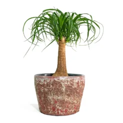 Beaucarnea - Pony Tail Palm - Single Stem 23 Beaucarnea - Pony Tail Palm - Single Stem -Outlet The Ever Sprout Store Beaucarnea Pony Tail Palm Single Stem Lava Couple Straight Relic Planter Pink bf785c89 49a1 46a7 93ae addd3b5bf061
