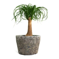 Lava Couple Straight Relic Planter - Rust 10 Lava Couple Straight Relic Planter - Rust -Outlet The Ever Sprout Store Beaucarnea Pony Tail Palm Single Stem Lava Couple Straight Relic Planter Rust