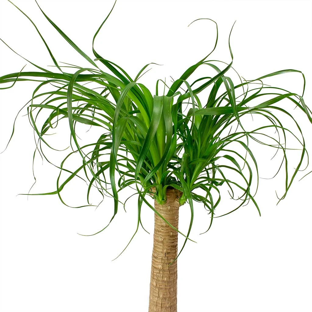 Beaucarnea - Pony Tail Palm - Single Stem 15 Beaucarnea - Pony Tail Palm - Single Stem - Image 15