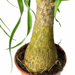 Beaucarnea - Pony Tail Palm - Single Stem 32 Beaucarnea - Pony Tail Palm - Single Stem -Outlet The Ever Sprout Store Beaucarnea Pony Tail Palm Single Stem Trunk 45cm