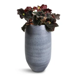 Begonia BD Rex - Anne Begonia 18 Begonia BD Rex - Anne Begonia -Outlet The Ever Sprout Store Begonia BD Rex Anne Begonia 12x20cm Esra Plant Vase Graphite 20x35cm d386705d 368d 4d8c a88e 0638a4733b10