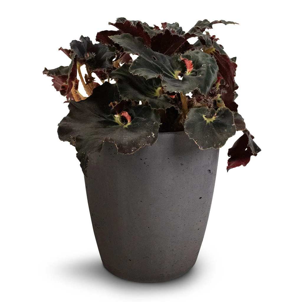 Begonia BD Rex - Anne Begonia 1 Begonia BD Rex - Anne Begonia