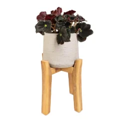 Begonia BD Rex - Anne Begonia 15 Begonia BD Rex - Anne Begonia -Outlet The Ever Sprout Store Begonia BD Rex Anne Begonia 12x20cm Patt Plant Pot Tall Stand Grey Washed 23x34cm
