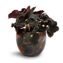 Begonia BD Rex - Anne Begonia 14 Begonia BD Rex - Anne Begonia -Outlet The Ever Sprout Store Begonia BD Rex Anne Begonia 12x20cm Vive Metal Plant Pots Set3 Lava smallest 7a573a10 09ec 4f99 b0ea c11400699662