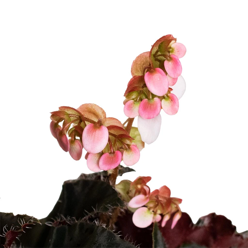 Begonia BD Rex - Anne Begonia 9 Begonia BD Rex - Anne Begonia - Image 9